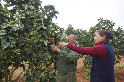 梅县区松源镇青塘村支书王省珍：一心为群众的“巾帼支书”