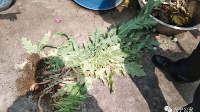 兴宁男子轻信“偏方”竟在自家种罂粟，没想到警察找上了门...