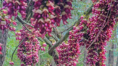 这里的禾雀花都开好了，就等你了