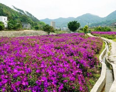 发展农业+特色旅游！梅县这个地方要建智慧农业产业园