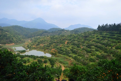 抢抓良好农时！平远县赶春新种植脐橙近6000亩