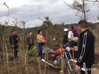 “抢栽抢种”能多要补偿金？丰顺相关部门：一律不赔