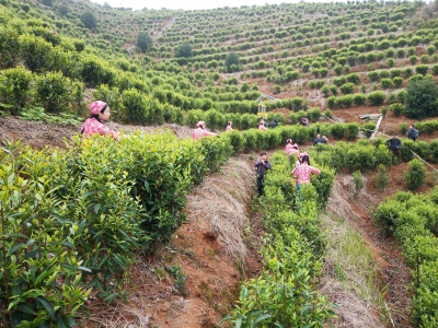 一片茶叶成了“摇钱树”！五华新光村的致富路这样走...