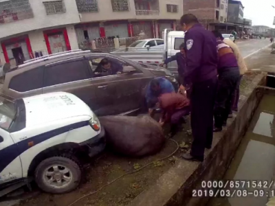 现场视频曝光！五华“疯牛”街头狂奔，民警开车制服