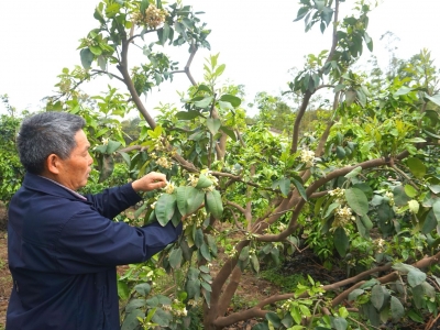 “柚”是一年花开季 梅县果农疏花授粉忙