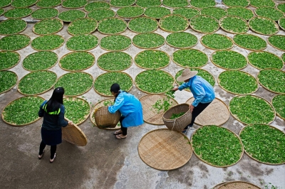 茶香出自苦勤来！他创业八年，协力茶农打出“茶天下”