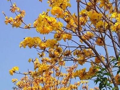 满城金黄！黄花风铃木又惊艳了平远，速约！