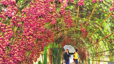 禾雀花开春意浓！平远这些地方的花已经开好了，安排~