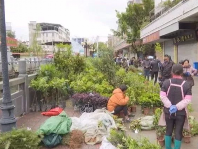 人勤春来早，蕉岭农户买苗植树忙