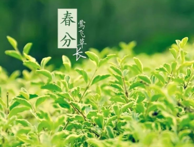 民俗专家：春分“立蛋”意在留住春天，孕育吉祥