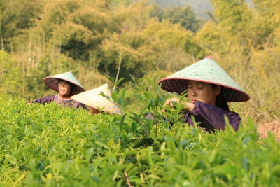 注重品质再造和品牌重塑，兴宁“梅子绿茶”再焕生机