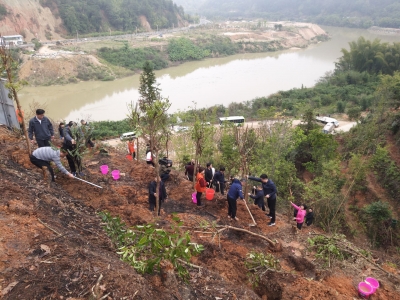 阳春三月万物苏，植树播绿正当时！大埔开展义务植树活动