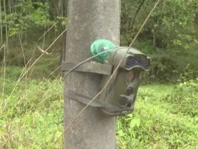 神器到位！丰顺龙岗马图村不明野兽将现身