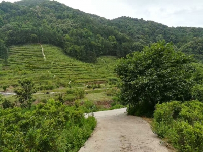 漫步梅州大埔林场，感受天然氧吧的魅力...