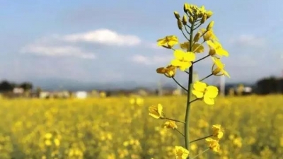 春天，到五华踏青赏花 