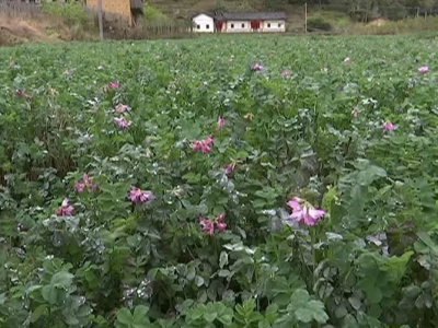平远：扎实做好土壤酸化耕地治理，提升耕地质量