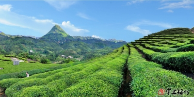 茶乡飘茶香，茶叶兴茶业！看丰顺如何以茶业打通致富路？