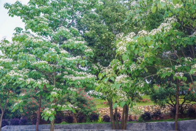 四月油桐花开，快来梅县这个地方看一场“雪景”