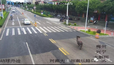 梅州V视丨惊险！1000多斤大水牛“发疯”乱窜，兴宁民警开数枪击毙