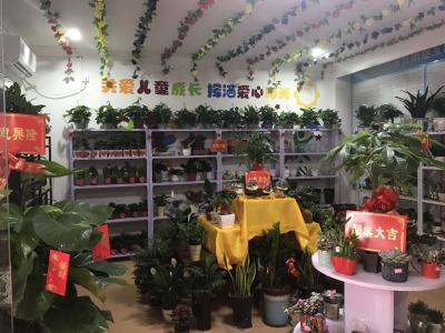 暖心！梅州这个花坊给自闭症患者打造起自食其力的产业