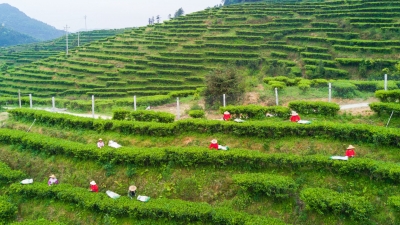明前茶飘香 茶农采茶忙！梅州各地茶园进入采茶高峰期