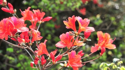 等你来看！平远石正南台山“仲春映山红”图景