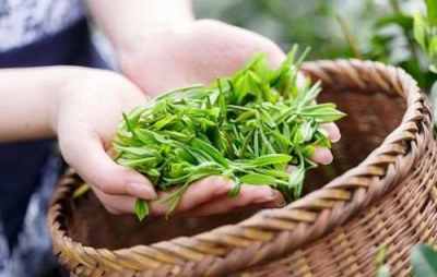 随意贴“大师”标签，1斤茶炒到数十万！