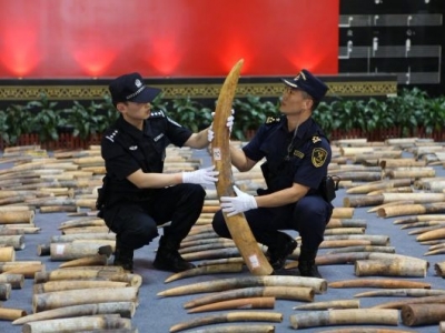 7.48吨！我国海关破获近年来最大规模象牙走私案