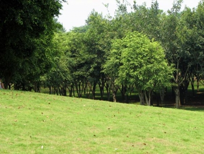 共享“创森”成果！梅县区千人徒步梅花山