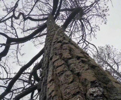 四川木里森林火灾确认为雷击火，着火点为一棵80年树龄云南松