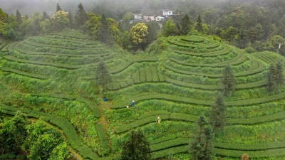 厚植百年茶文化 绘就“茶域”蓝图！来看梅江区如何做大做强“茶”文章