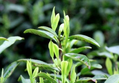 我市“七畲径客茶”获金奖！第四届亚太茶茗大奖获奖名单揭晓