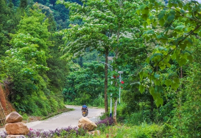 油桐花开"雪"纷飞！快到蕉岭皇佑村来一场灿烂的邂逅吧