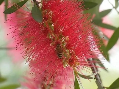 花开千层红似火！平远县城那溢出屏幕的春色你get了吗？