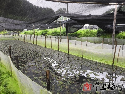 对环境影响极大，平远11家牛蛙养殖场被要求限期退养