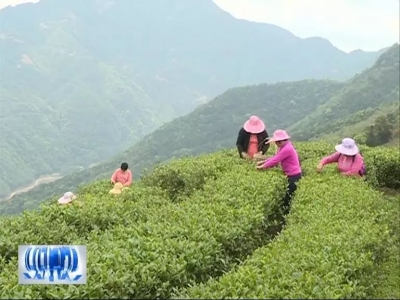 是茶园又是景区！五华龙村打造粤东最美花海茶旅园