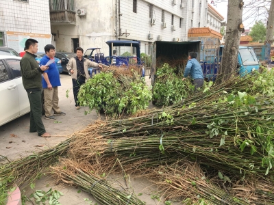 清明祭祀新姿势！五华潭下镇种树植绿寄哀思
