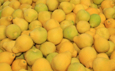 广东广弘投资股份有限公司到梅县区考察