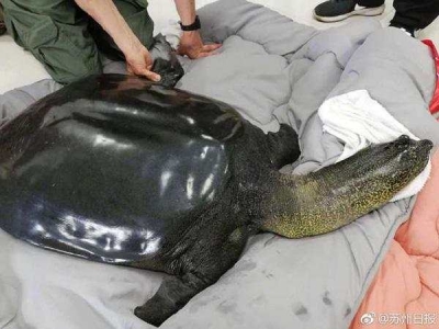 中国唯一雌性斑鳖第五次人工授精后死亡 全球仅剩三只