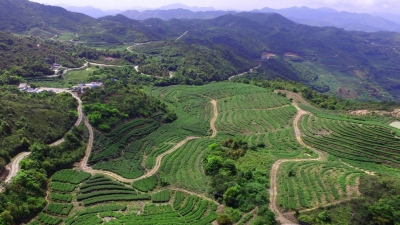 远近闻“茗”~来看梅江区这个小小“茶叶村”的发展变迁记