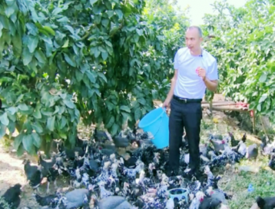 别不信！你的微信步数可能还不如梅县这里的一只鸡...