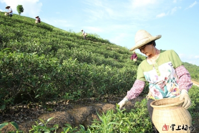 “丰顺高山茶·中国气候生态优品”品牌启用