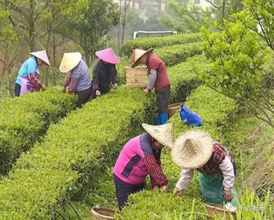 绿意盎然采茶忙！平远1.5万多亩春茶进入采摘期