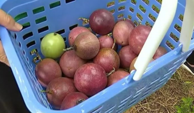 知行录丨以“党建+”推进特色农业产业发展