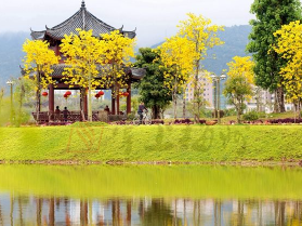 助力创森！梅县区开展森林城市建设主题宣传活动