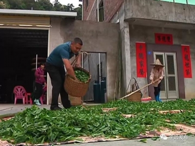 平远锅叾茶产销两旺，预计今年产值达2000万