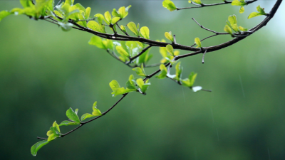 清明时节雨纷纷，梅州未来几天的天气是这样的