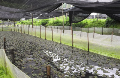 客都议事厅｜牛蛙养殖被叫停，症结在哪？