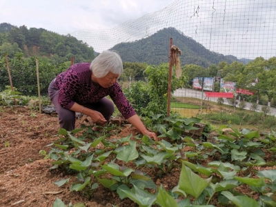 儿死夫病，她年过七旬仍在苦苦支撑一个家