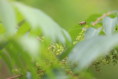 花儿吐艳、碧水传情…蕉岭留畲村千亩木蜡树花竞相开放